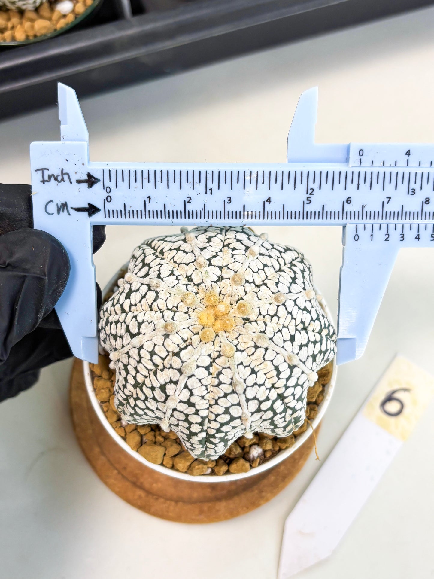 Astrophytum Star Shape (at2) (b6) | Japanese Import