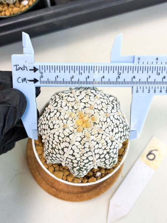 Astrophytum Star Shape (at2) (b6) | Japanese Import
