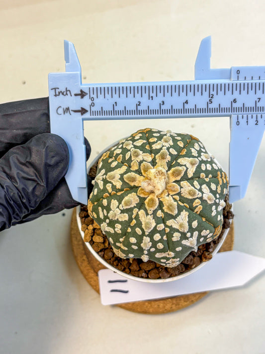 Astrophytum V Type (at5) (11) |  Sea urchin cactus