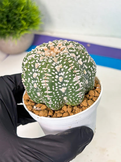 Astrophytum V-Type (at5) (y2) | Rare imported Plant