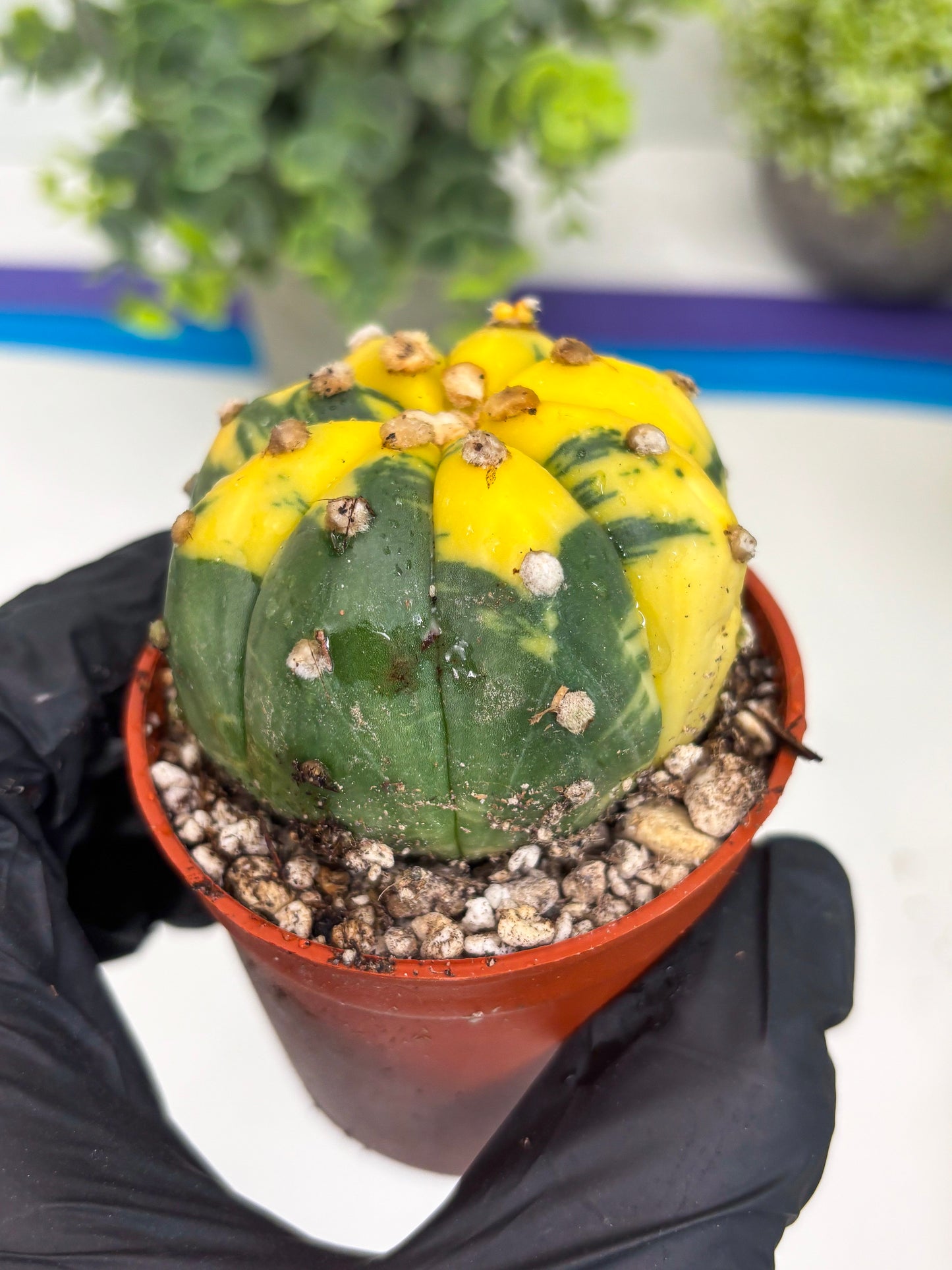 Astrophytum Variegated (T5) (o4) | Nevada Plant Seller | 3" Pot