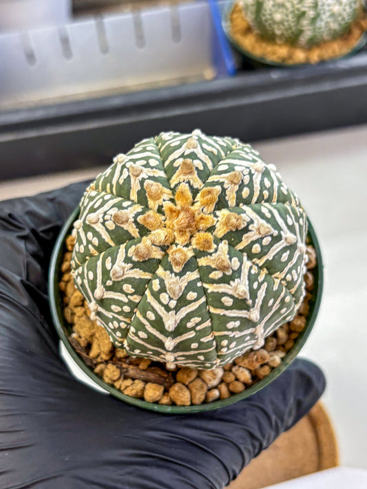 Astrophytum V Type (at2) (11) | Live Plant | Rare Collection