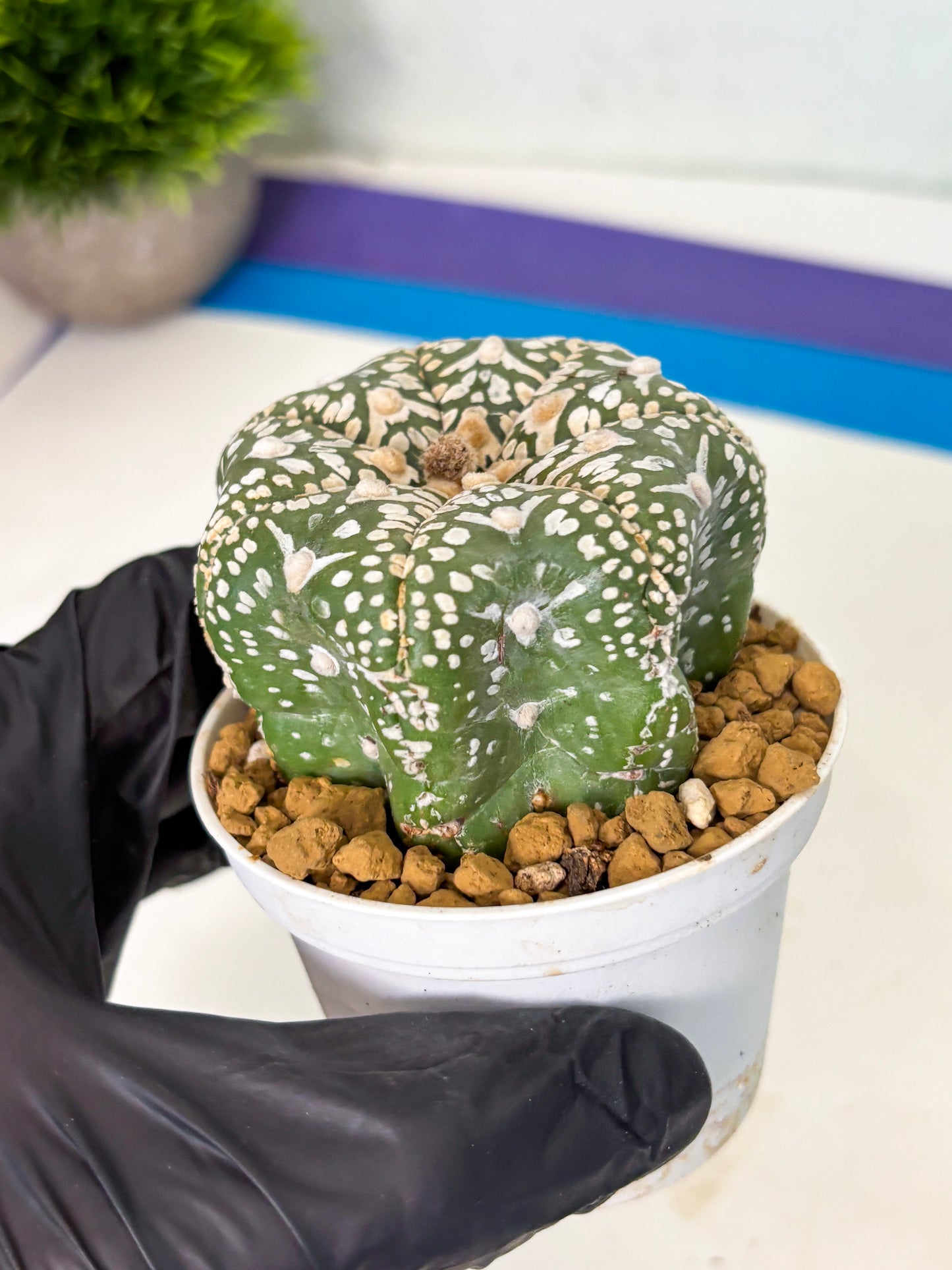 Astrophytum Star Shape (at4) (g3) | Imported Plant