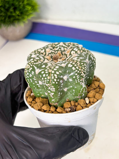 Astrophytum Star Shape (at4) (g3) | Imported Plant