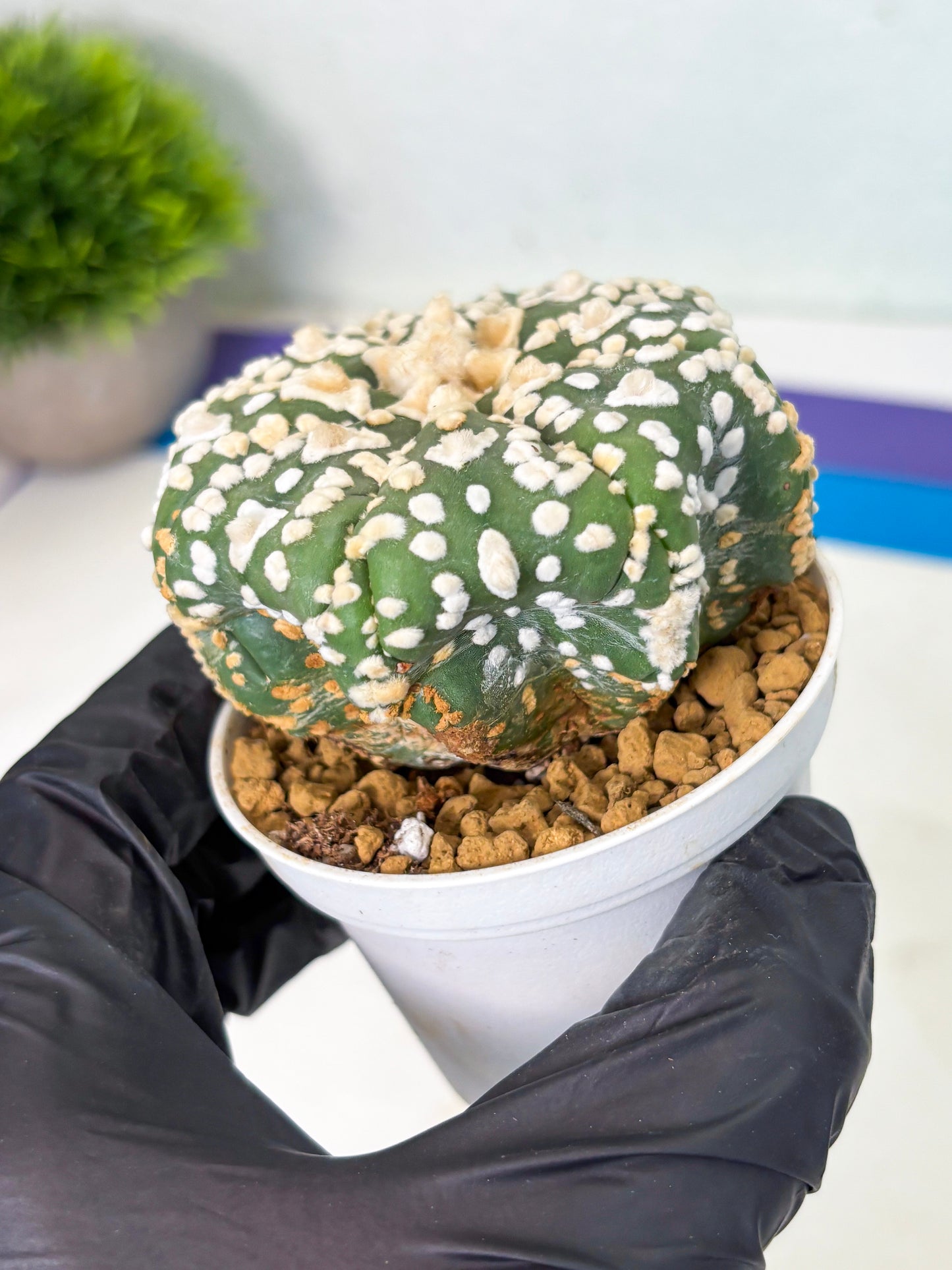 Astrophytum V-Type (at4) (y4) | Ship from Nevada