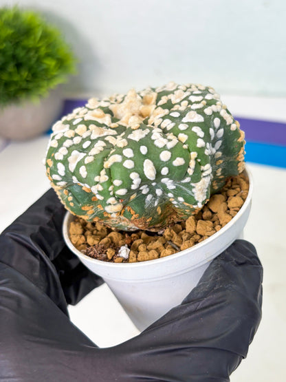 Astrophytum V-Type (at4) (y4) | Ship from Nevada