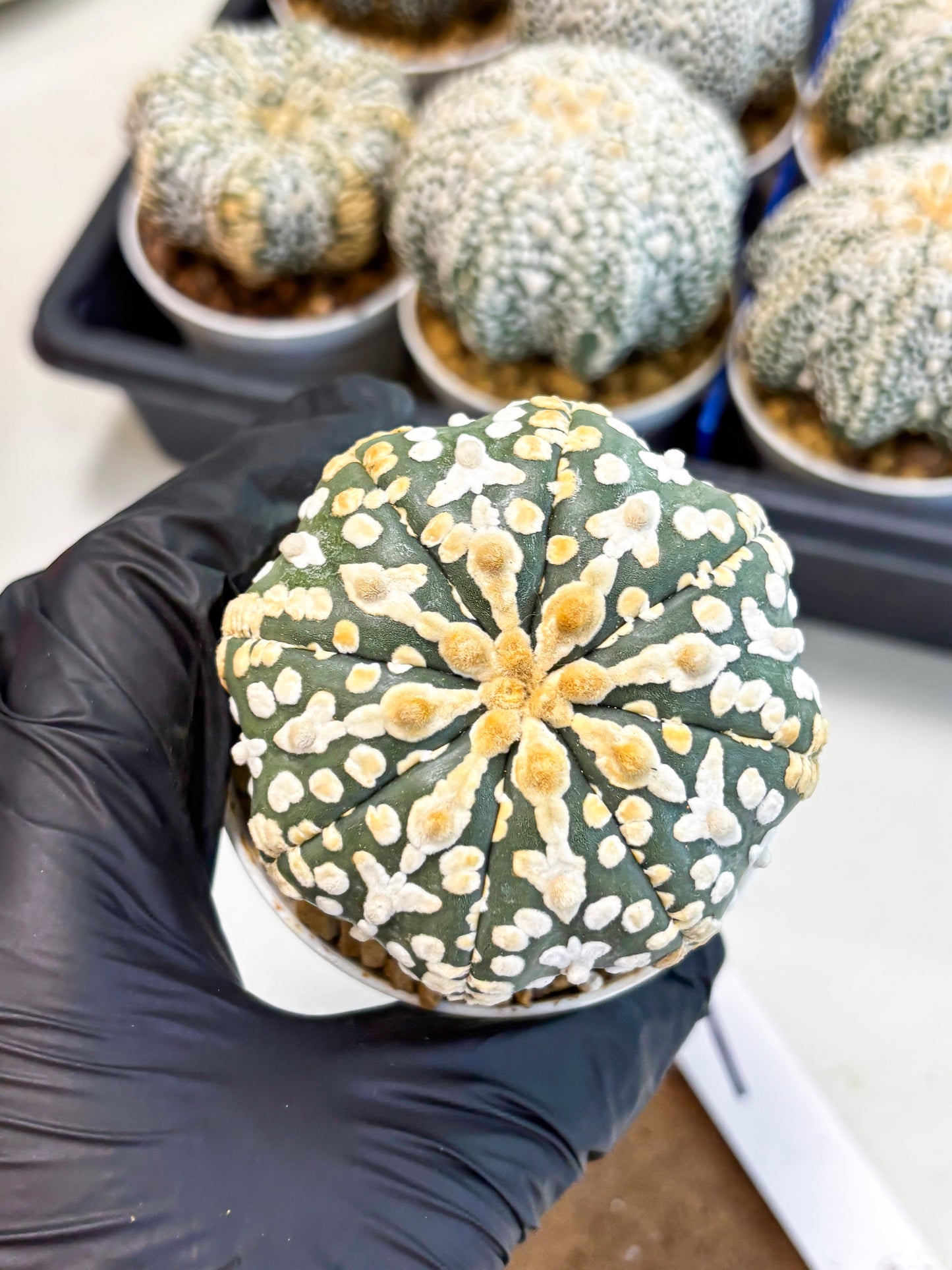 Astrophytum V-Type (at4) (y1) | Ship from Nevada