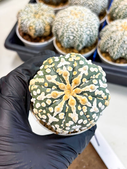 Astrophytum V-Type (at4) (y1) | Ship from Nevada