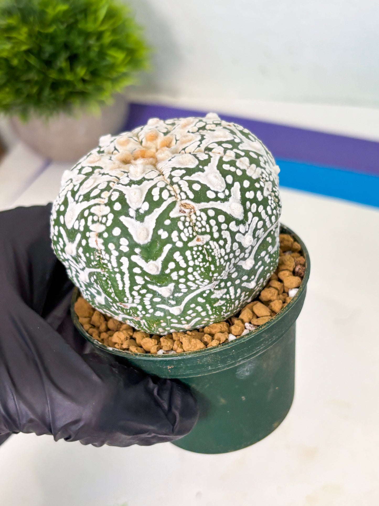 Astrophytum V-Type (at4) (r6) | Ship from Nevada