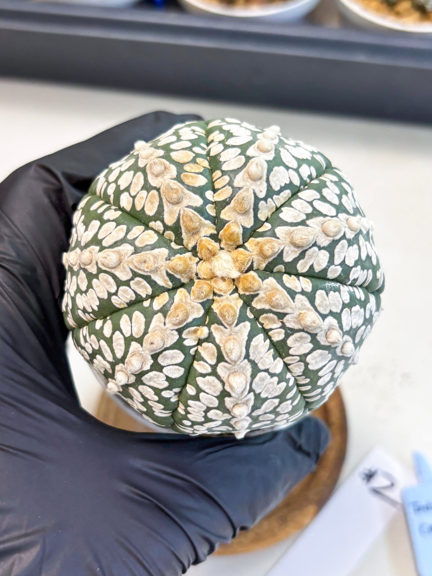 Astrophytum V-Type (at4) (r2) | Ship from Nevada