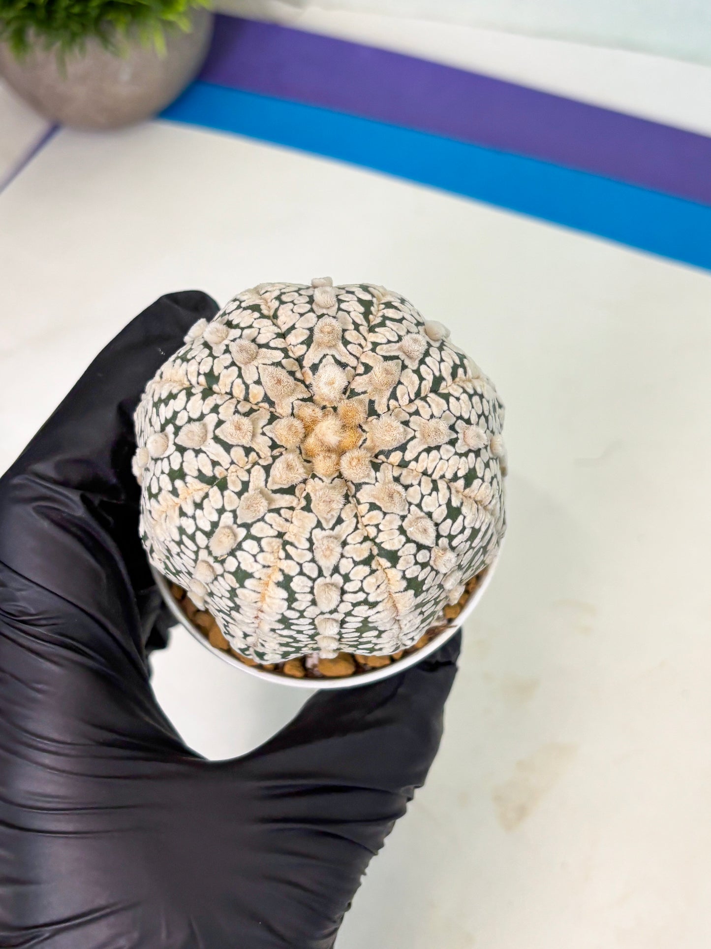 Astrophytum V-Type (at4) (r1) | Ship from Nevada