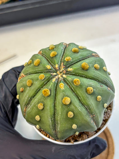 Astrophytum Nudum (at9) (11) | Live Cactus