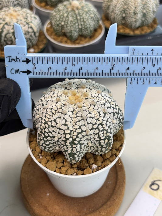 Astrophytum Star Shape (at2) (b6) | Japanese Import