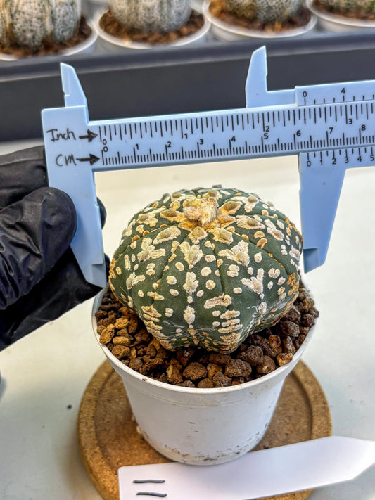 Astrophytum V Type (at5) (11) |  Sea urchin cactus