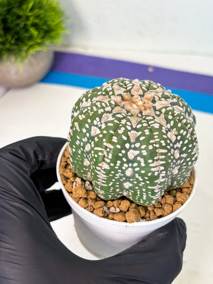 Astrophytum V-Type (at5) (y2) | Rare imported Plant