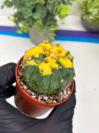 Astrophytum Variegated (T5) (o4) | Nevada Plant Seller | 3" Pot