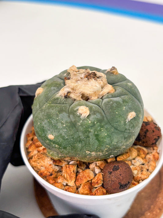 Spineless Cactus (Lo1) (b4) | For Advanced Growers