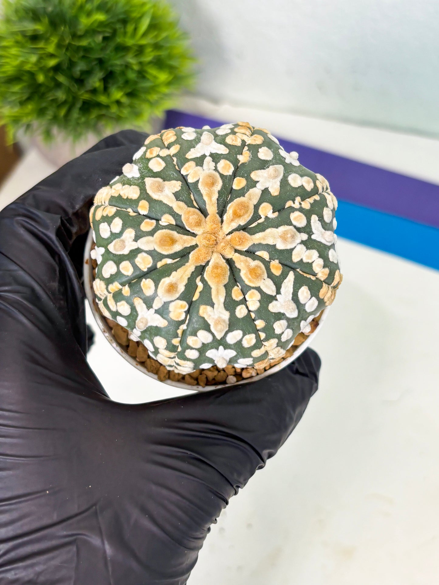 Astrophytum V-Type (at4) (y1) | Ship from Nevada