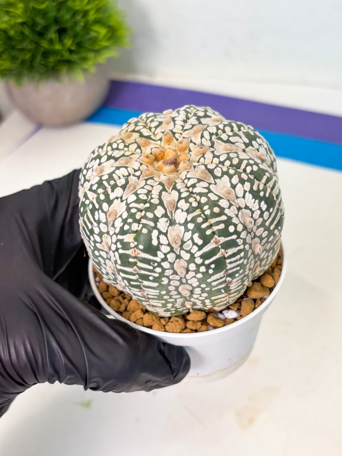 Astrophytum V-Type (at4) (r3) | Ship from Nevada
