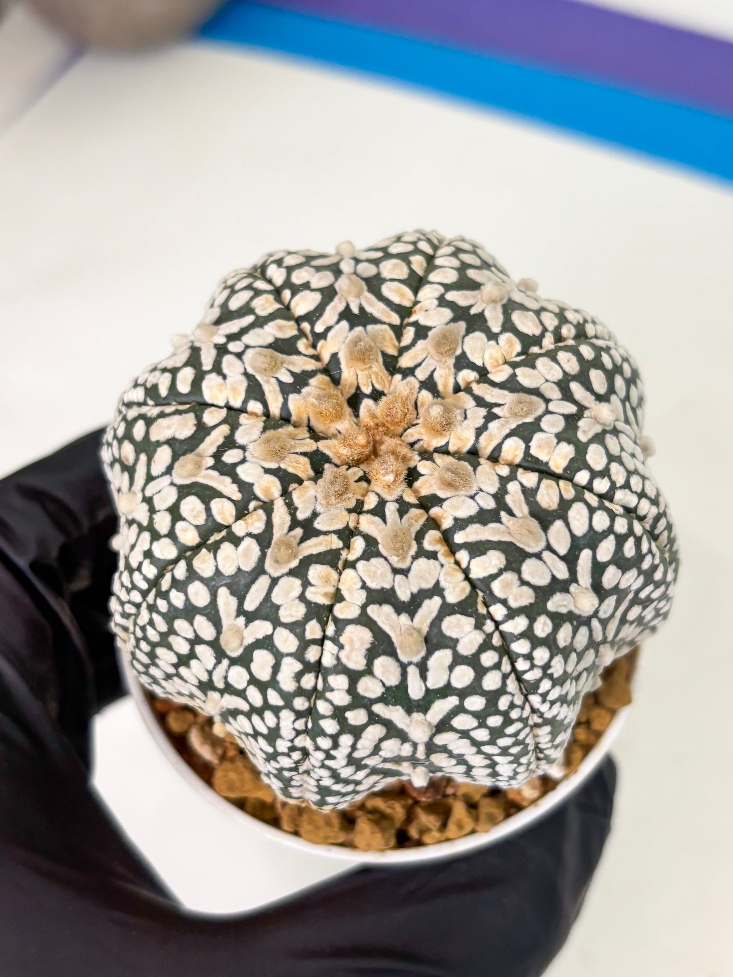 Astrophytum V-Type (at4) (y6) | Ship from Nevada