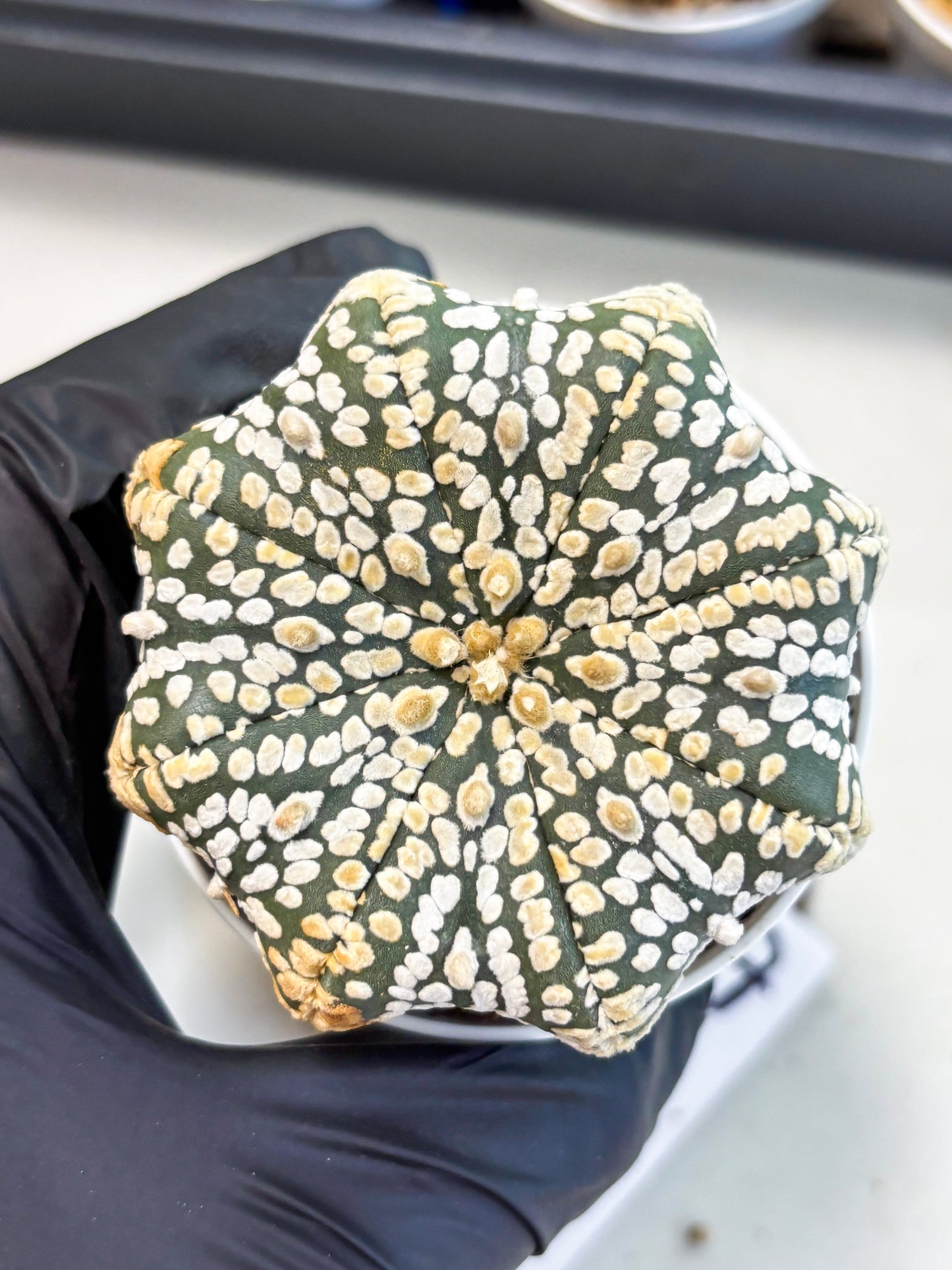 Astrophytum Star Shape (at4) (g7) | Imported Plant