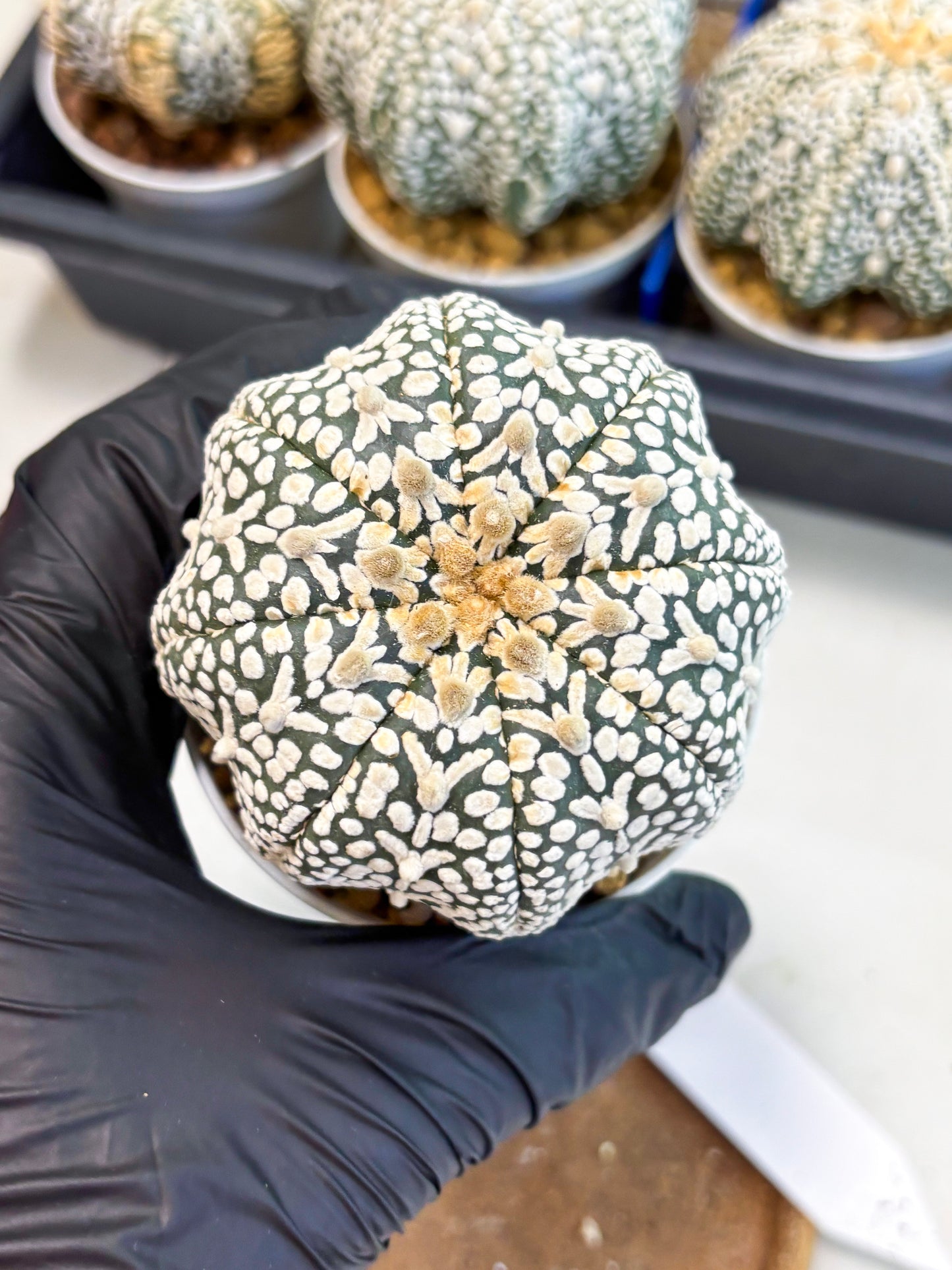 Astrophytum V-Type (at4) (y6) | Ship from Nevada