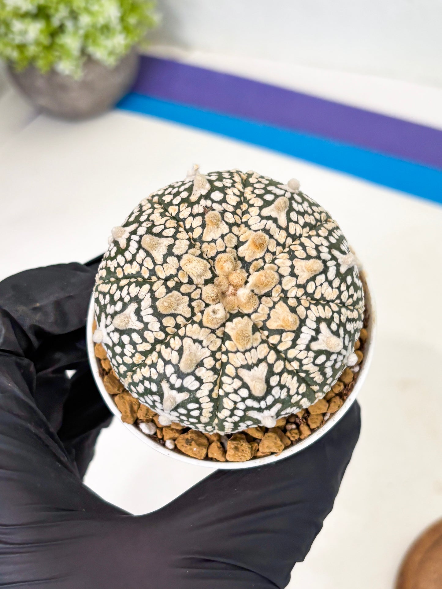 Astrophytum V-Type (at1) (p3) | Imported Cactus