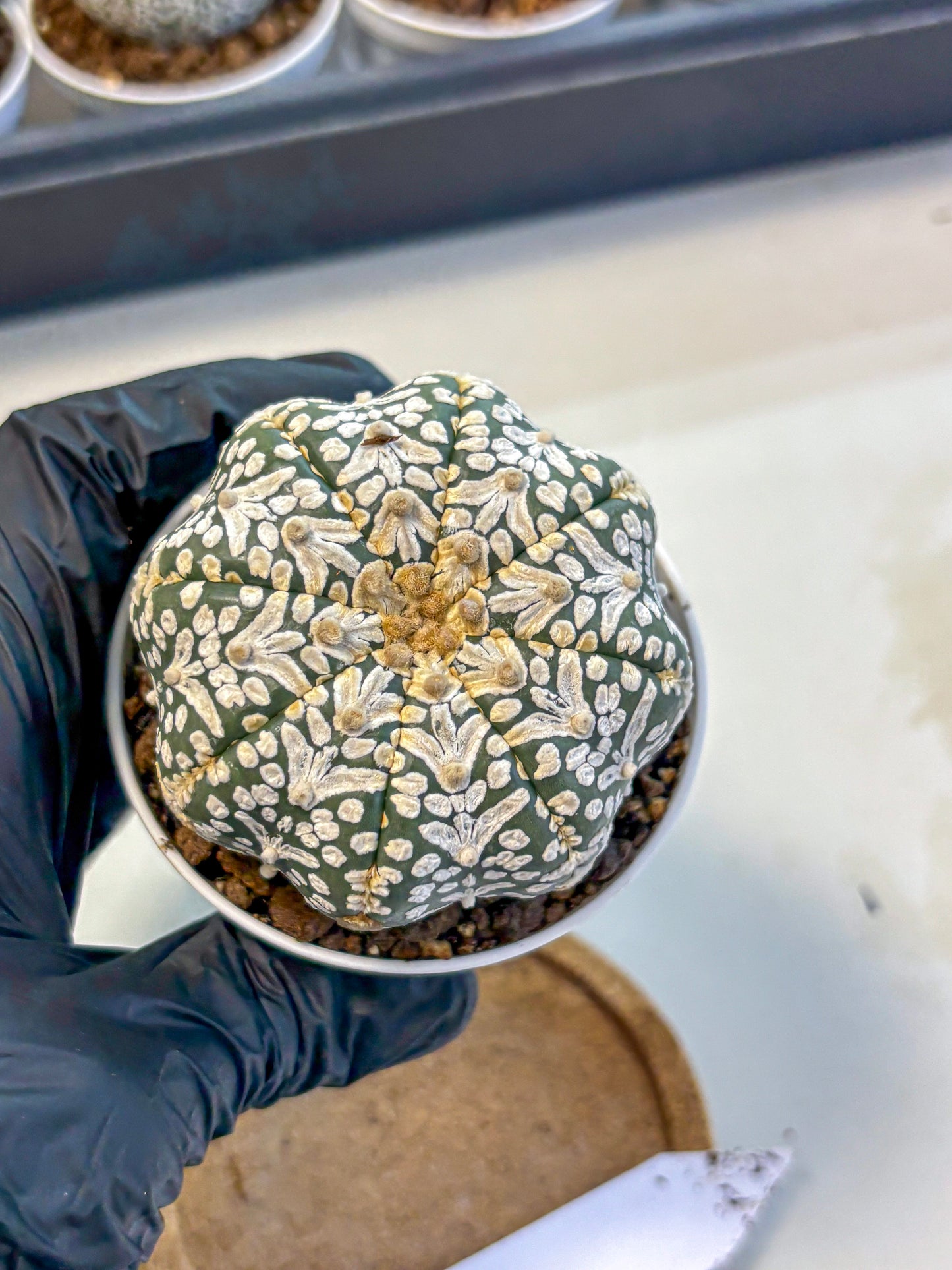 Astrophytum V Type (at5) (01) |  Sea urchin cactus