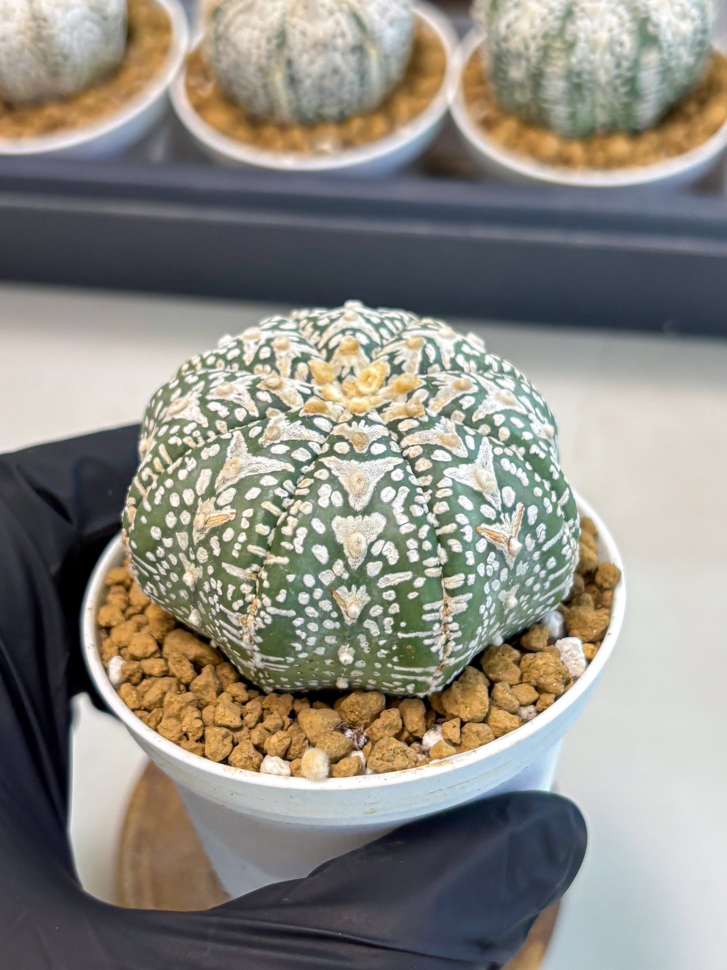 Astrophytum V-Type (at5) (p1) | Rare imported Plant