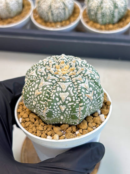 Astrophytum V-Type (at5) (p1) | Rare imported Plant