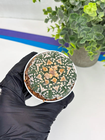 Astrophytum Super Kabuto V Type (T4) (b1) | Las Vegas Seller