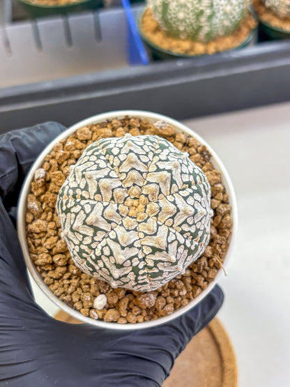 Astrophytum V Type (at2) (01) | Live Plant | Rare Collection