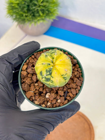 Astrophytum Variegated (at9) (01) | Rare Plant | Live Cactus