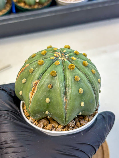 Astrophytum Nudum (at9) (11) | Live Cactus