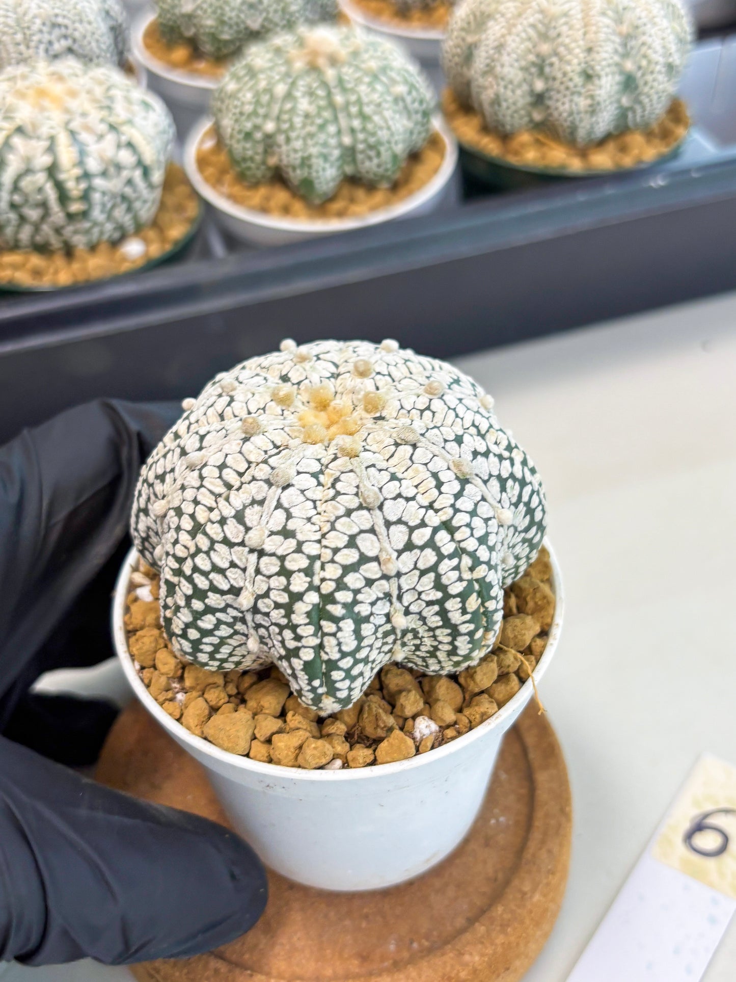 Astrophytum Star Shape (at2) (b6) | Japanese Import