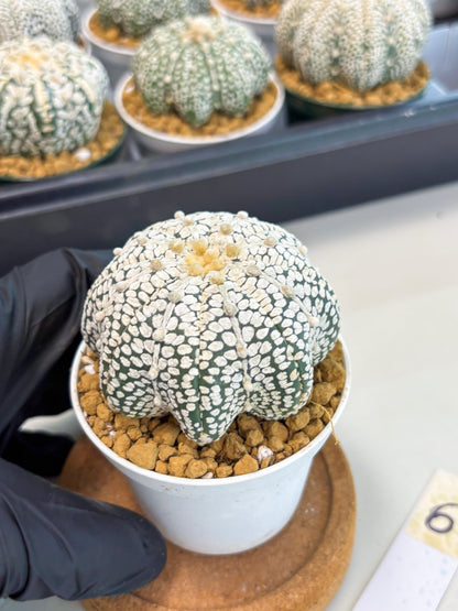 Astrophytum Star Shape (at2) (b6) | Japanese Import