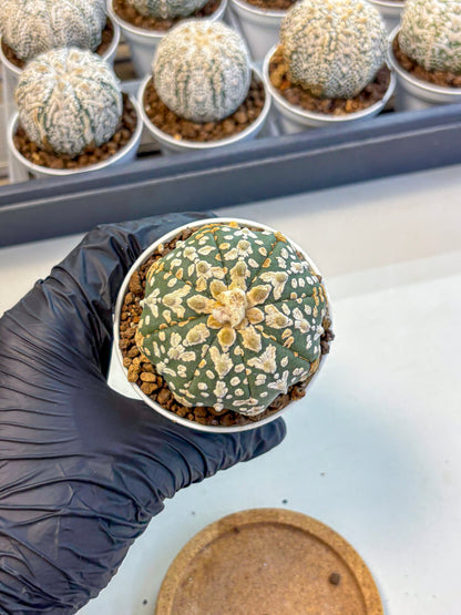 Astrophytum V Type (at5) (11) |  Sea urchin cactus