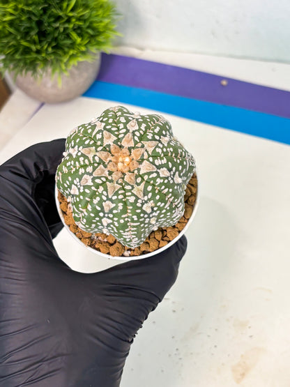 Astrophytum V-Type (at5) (y2) | Rare imported Plant
