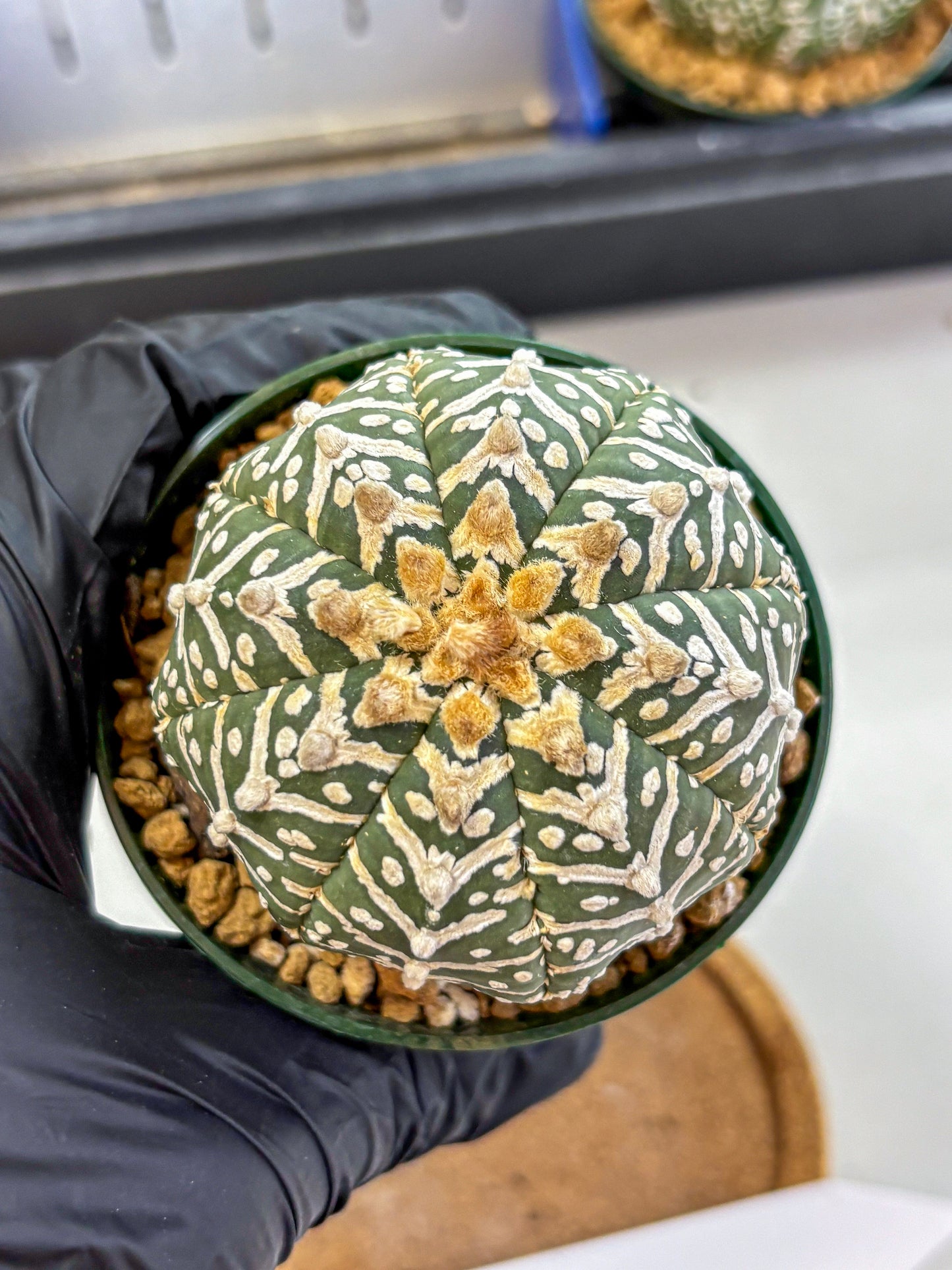 Astrophytum V Type (at2) (11) | Live Plant | Rare Collection