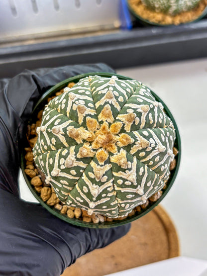 Astrophytum V Type (at2) (11) | Live Plant | Rare Collection