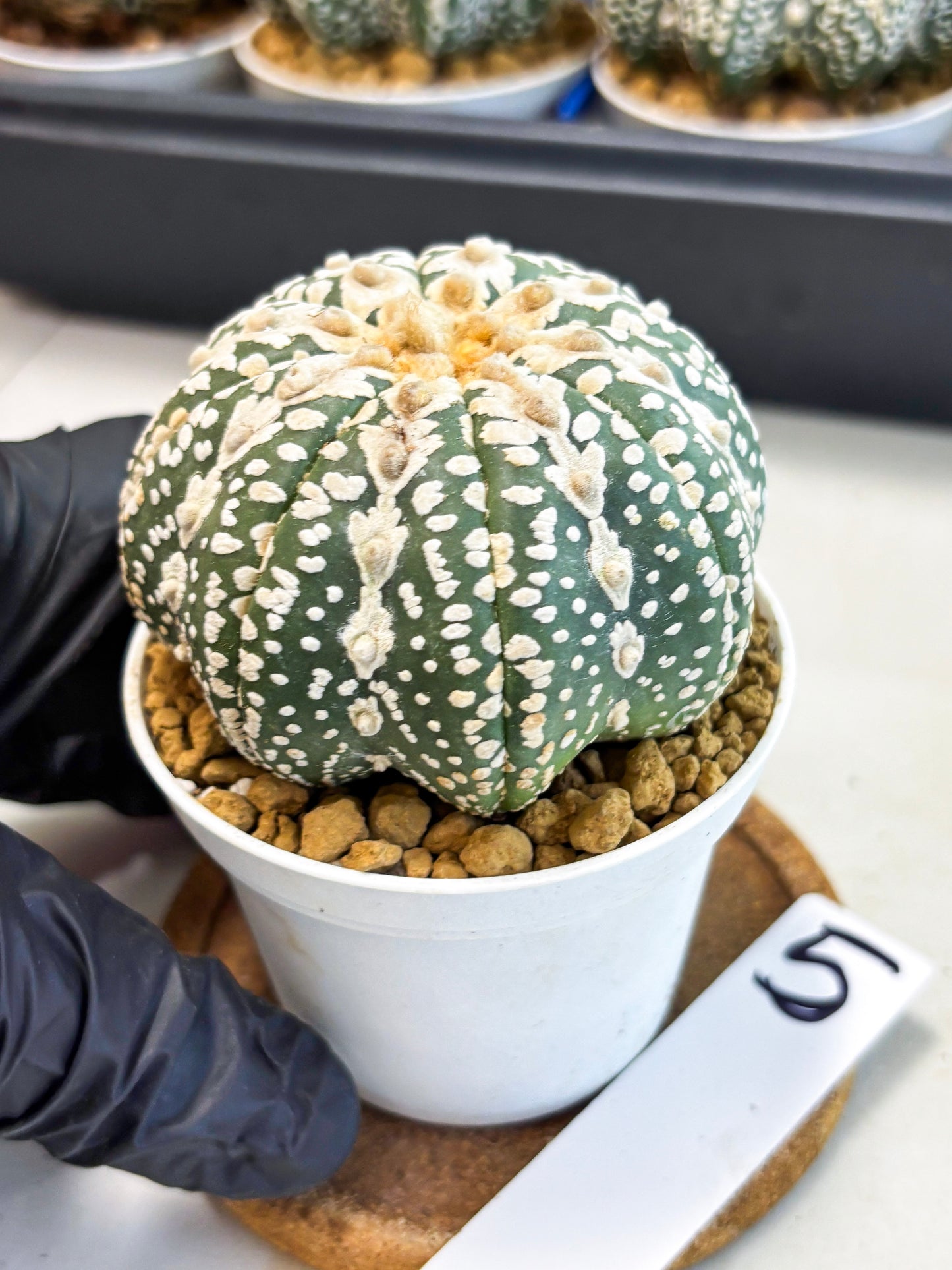 Astrophytum V-Type (at4) (y5) | Ship from Nevada