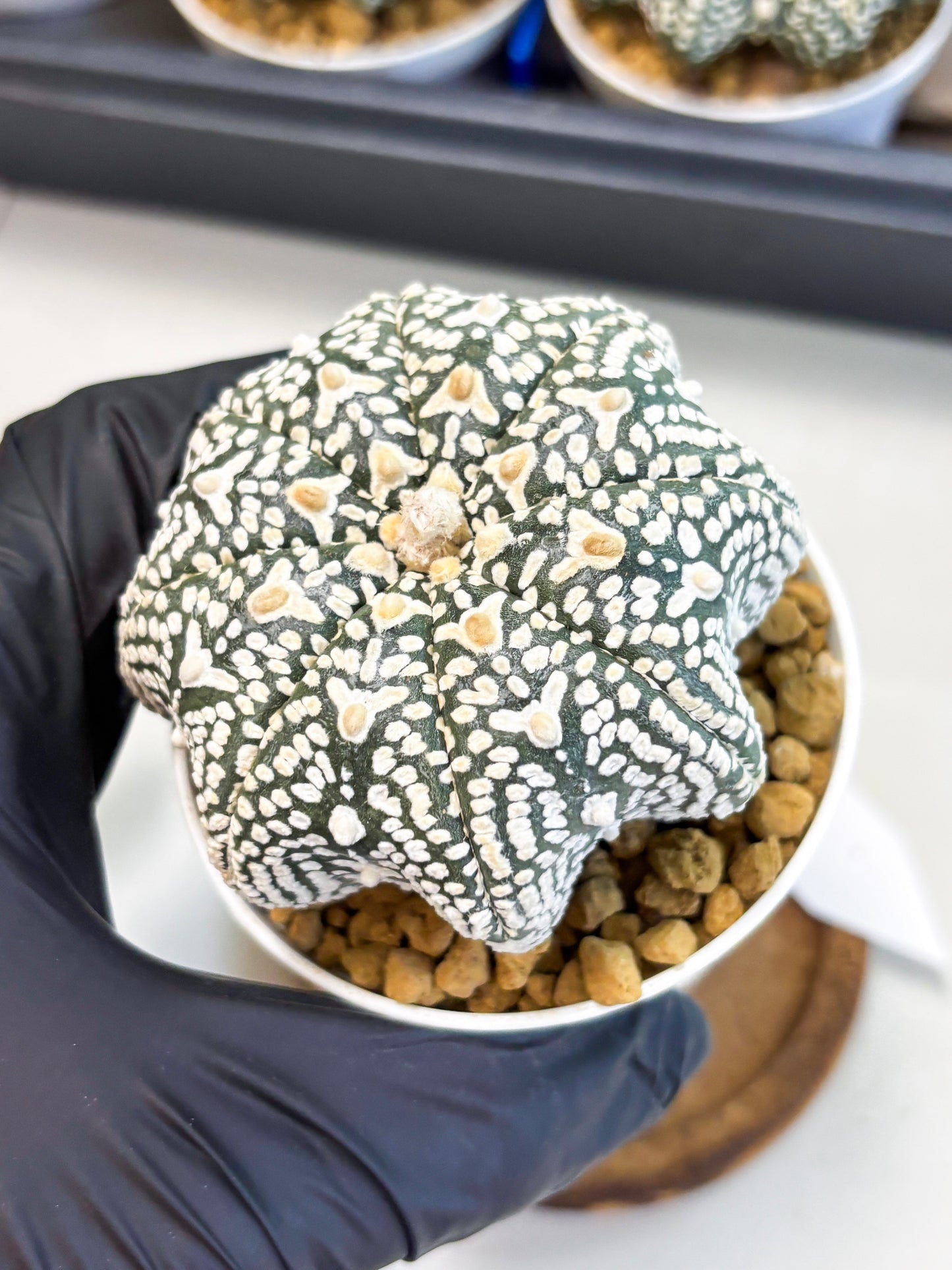 Astrophytum Star Shape (at4) (g4) | Imported Plant