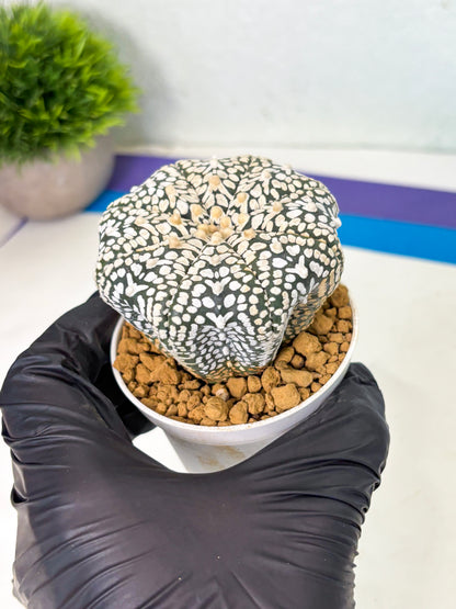 Astrophytum V-Type (at4) (y2) | Ship from Nevada