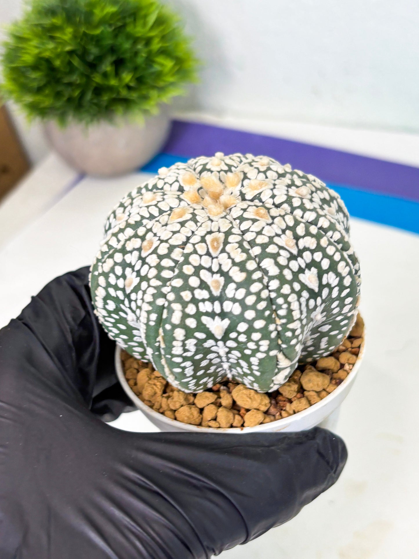 Astrophytum Star Shape (at4) (g6) | Imported Plant