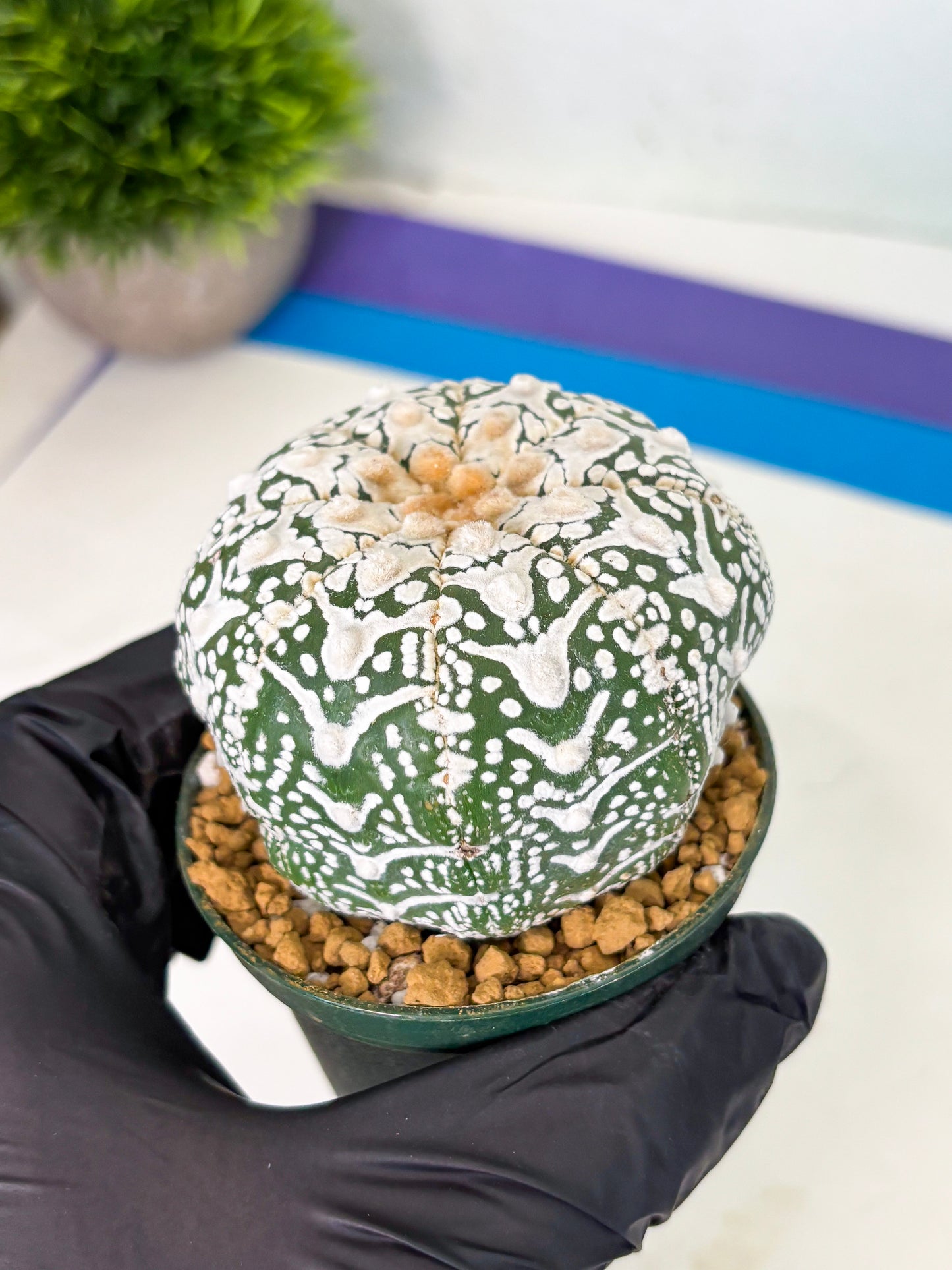 Astrophytum V-Type (at4) (r6) | Ship from Nevada