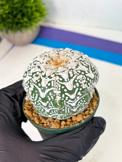 Astrophytum V-Type (at4) (r6) | Ship from Nevada
