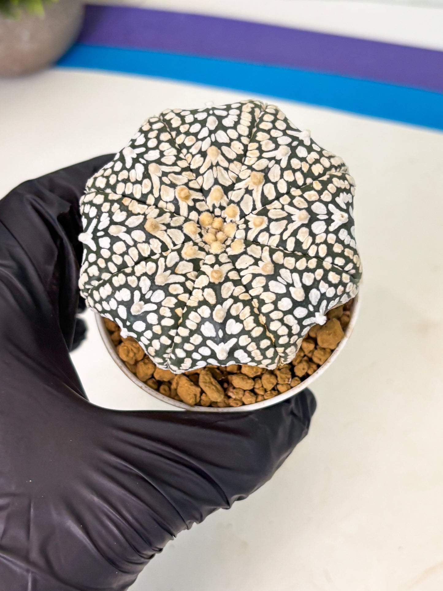 Astrophytum V-Type (at4) (y2) | Ship from Nevada
