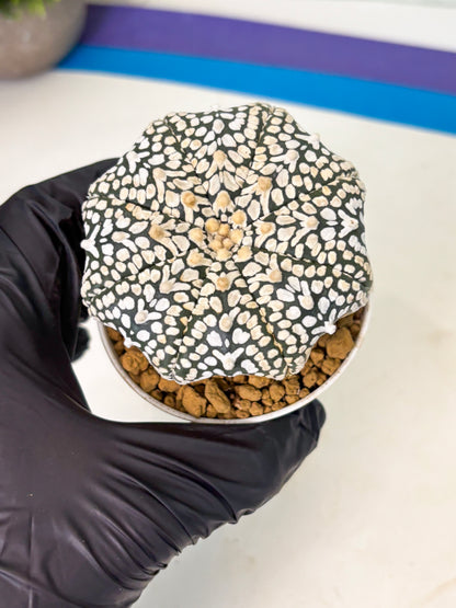 Astrophytum V-Type (at4) (y2) | Ship from Nevada