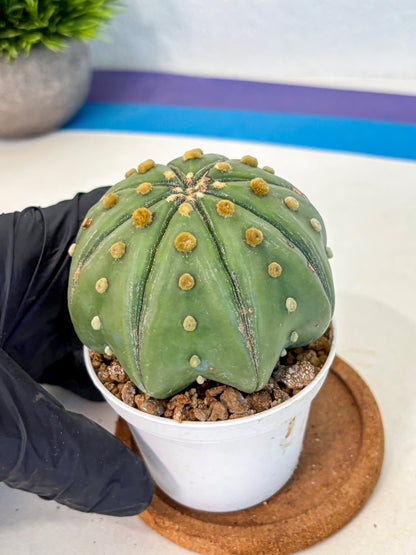 Astrophytum Nudum (at9) (11) | Live Cactus