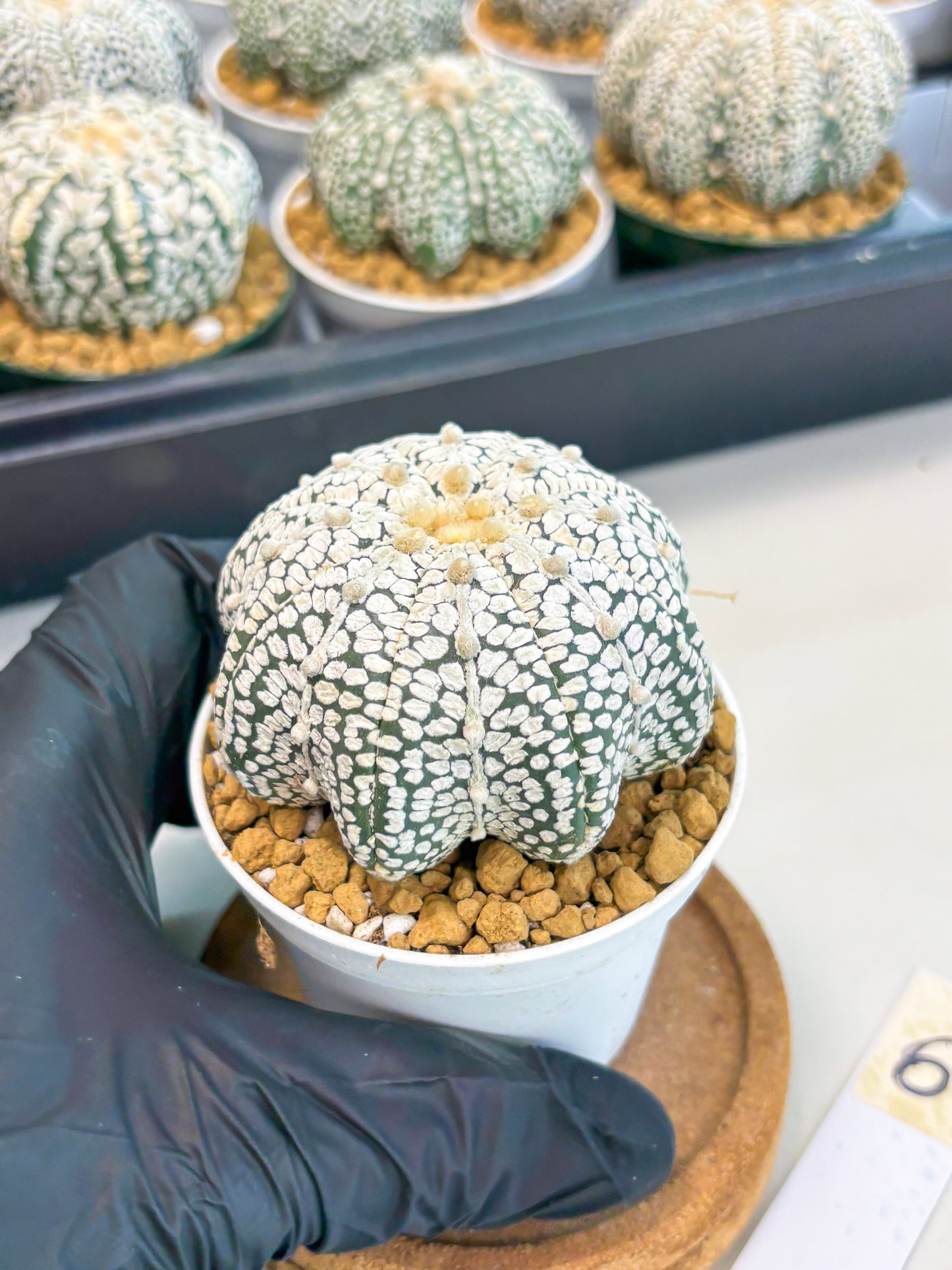 Astrophytum Star Shape (at2) (b6) | Japanese Import